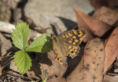 Pararge aegeria