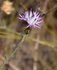 Centaurea caprina