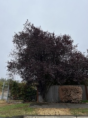 Prunus cerasifera