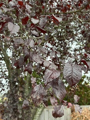 Prunus cerasifera