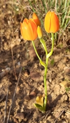 Ornithogalum dubium