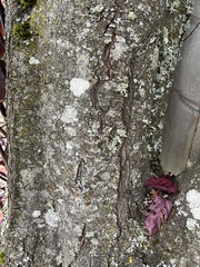 Prunus cerasifera