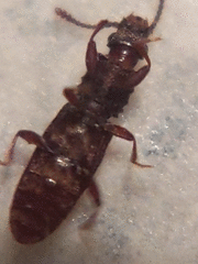 Oryzaephilus mercator