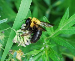 Xylocopa appendiculata