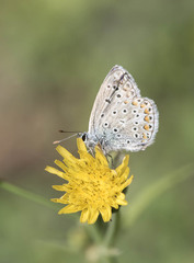 Polyommatus icarus
