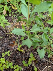 Baccharis halimifolia