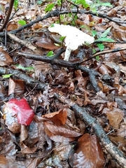 Pluteus cervinus