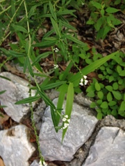 Heliotropium angiospermum