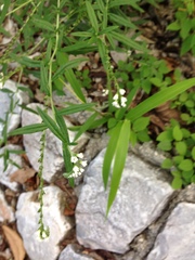 Heliotropium angiospermum