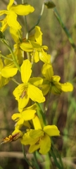 Cyanella lutea lutea