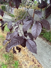Prunus cerasifera