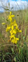 Cyanella lutea lutea