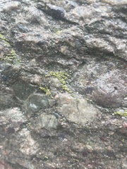 Rhizocarpon
