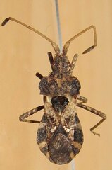 Centrocoris variegatus