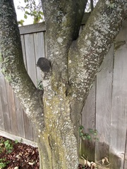 Prunus cerasifera