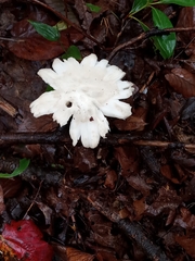 Pluteus cervinus