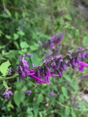 Salvia purpurea