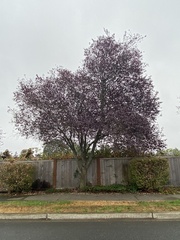 Prunus cerasifera