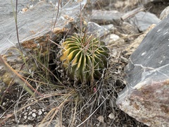 Echinofossulocactus lamellosus