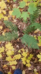 Dryopteris