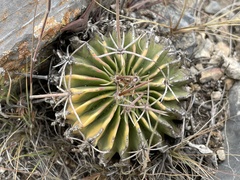 Echinofossulocactus lamellosus