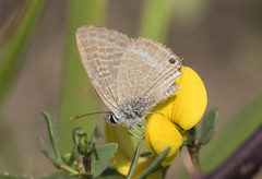 Lampides boeticus