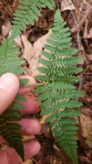 Dryopteris