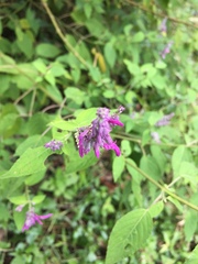 Salvia purpurea