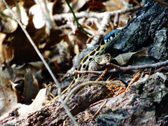 Thamnophis cyrtopsis ocellatus