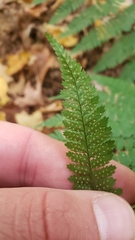 Dryopteris