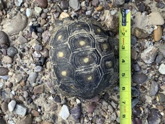 Gopherus berlandieri