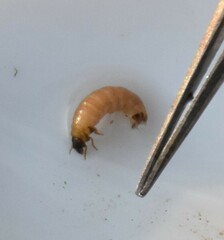 Glossosomatidae