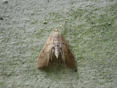 Parapoynx stratiotata