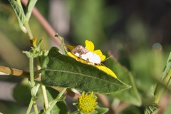 Tarache tetragona