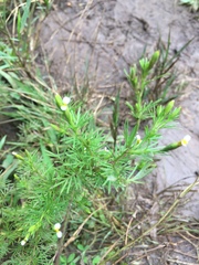 Tagetes filifolia
