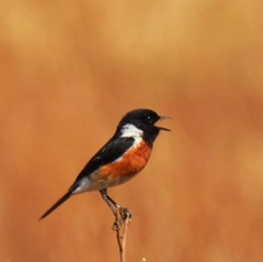 Saxicola torquatus