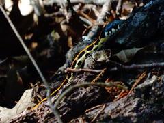 Thamnophis cyrtopsis ocellatus