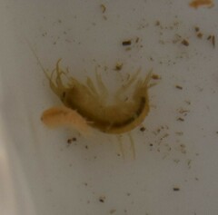 Gammarus