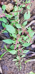 Amaranthus tuberculatus
