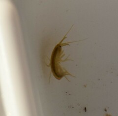 Gammarus