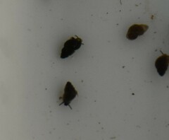 Fontigens nickliniana