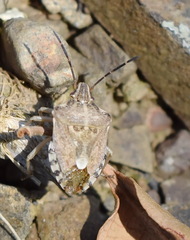 Codophila varia