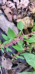 Amaranthus tuberculatus