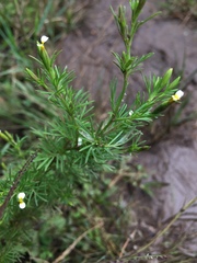 Tagetes filifolia