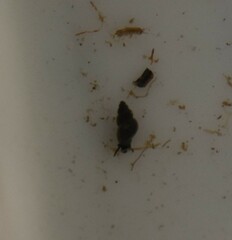 Fontigens nickliniana