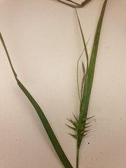 Carex lupulina