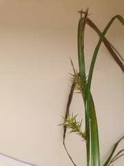 Carex lupulina