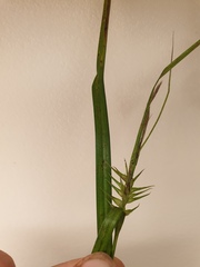 Carex lupulina