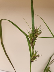 Carex lupulina