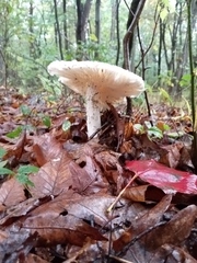Pluteus cervinus